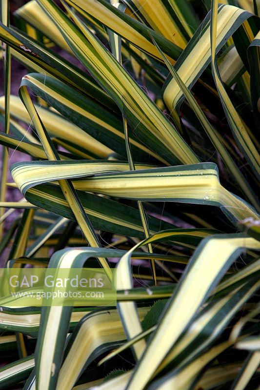 Yucca filamentosa 'Garland's Gold'