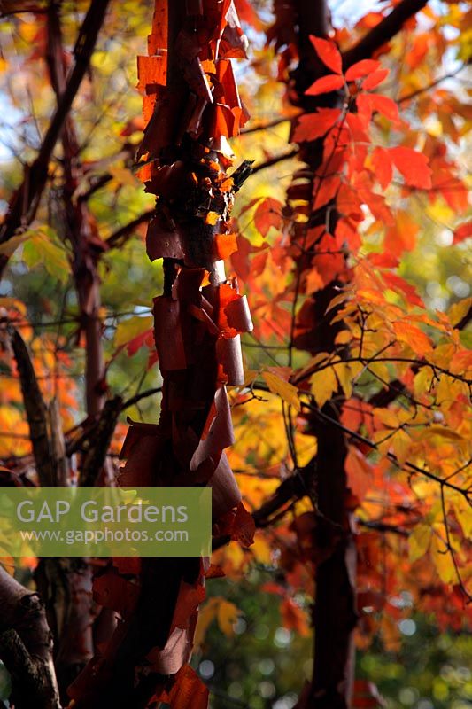 Acer griseum showing autumn colour and the backlit coppery coloured paper bark