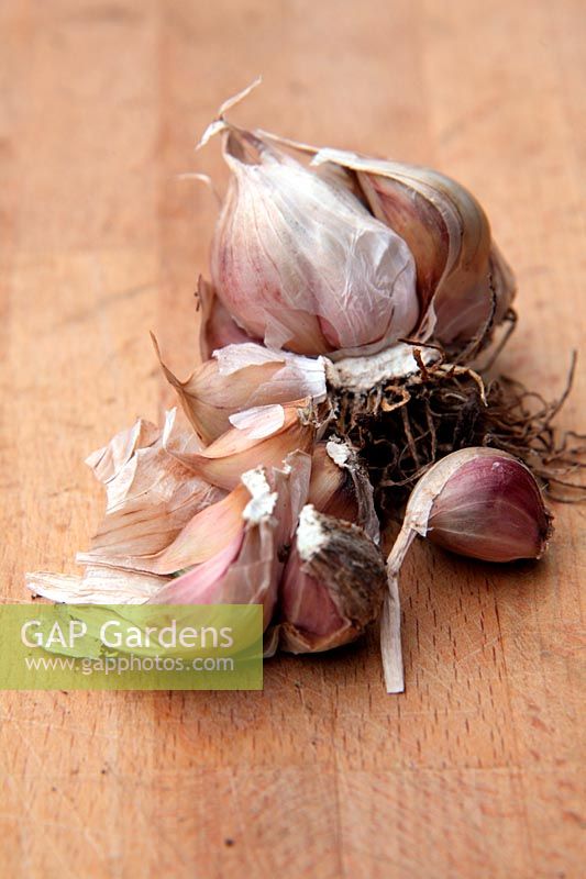 Garlic - Allium sativum 'Albigensian Wight' - splitting off cloves for replanting during November