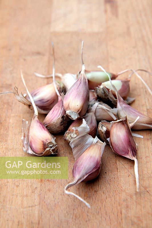 Garlic - Allium sativum 'Albigensian Wight' - splitting off cloves for replanting during November