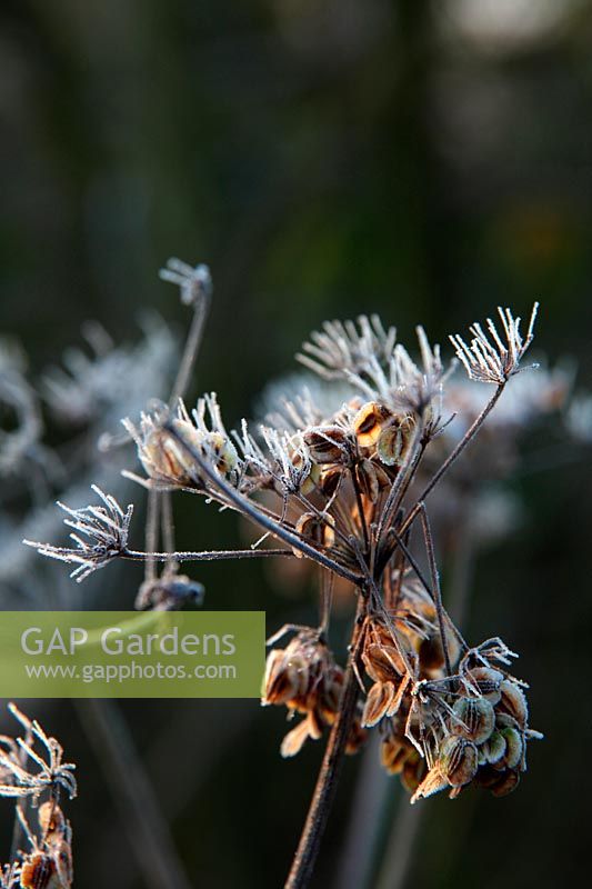 Peucedanum verticillare with frost in December