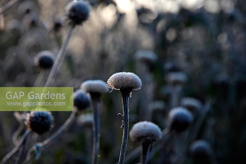Telekia speciosa - frosted seedheads at sunrise in winter