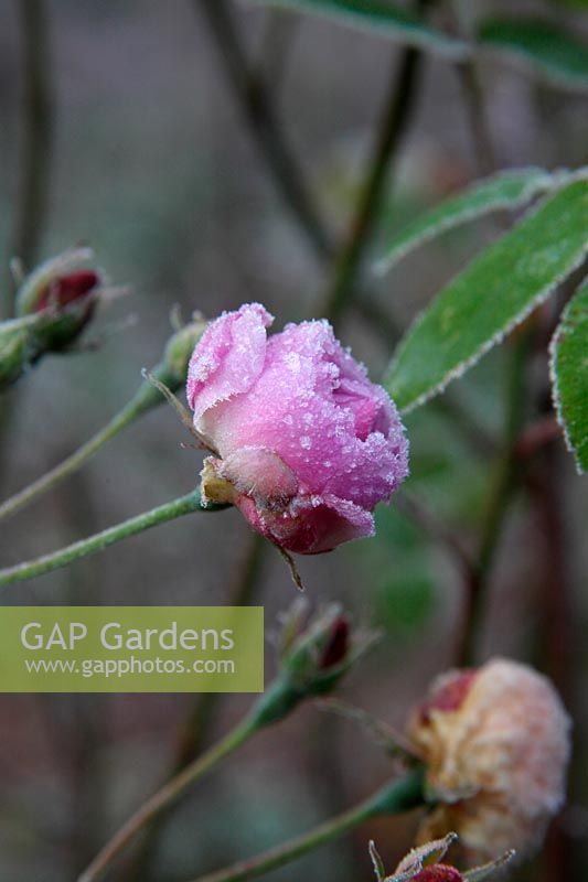 Rosa 'Blush Noisette' syn Rosa 'Noisette Carnee' Noisette Rose - frosted flower in December