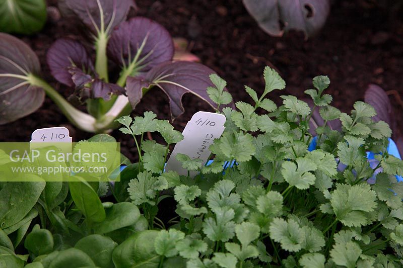 Growing Coriander - Coriandrum sativum and Spinach - Spinacia oleracea 'Red Cardinal' in old reused fruit container
