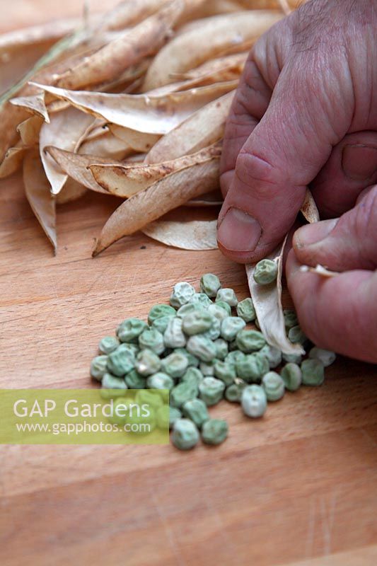 Preparing home saved vegetable seed - Pisium sativum - garden peas dried then removed from hulls