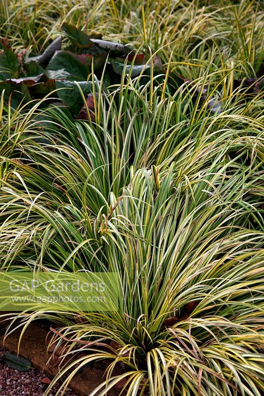 Acorus gramineus 'Oborozuki' in winter and used as ground cover between shrubs and trees