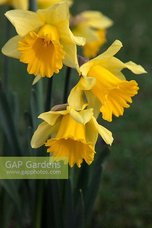 Narcissus 'Rijnveld's Early Sensation'- Daffodil