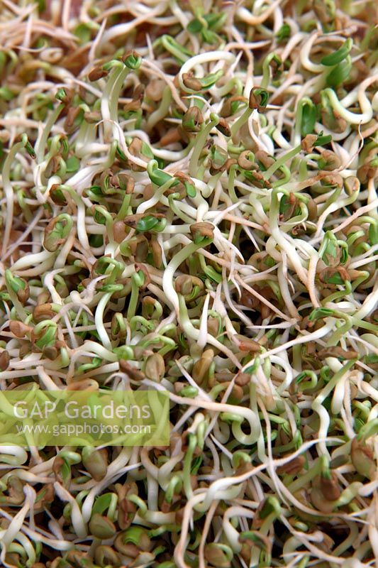 Trigonella foenum-graecum - Fenugreek - grown as sprouted vegetables for eating  - sprouted at home from dried seeds in a food storage container