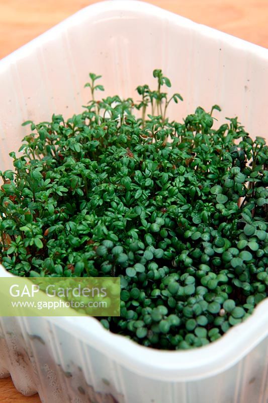 Mustard and cress - Lepidium sativum and Brassica juncea sprouts grown in reused supermarket food container