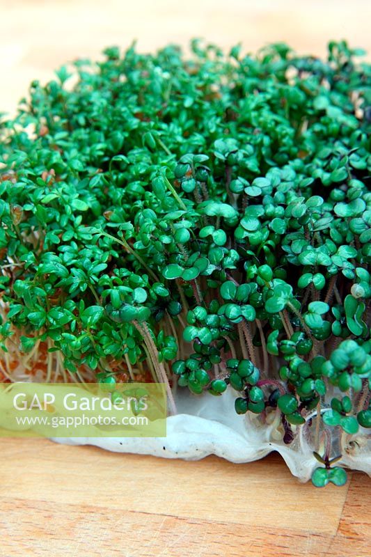 Mustard and cress - Lepidium sativum and Brassica juncea sprouts grown on kitchen tissue paper