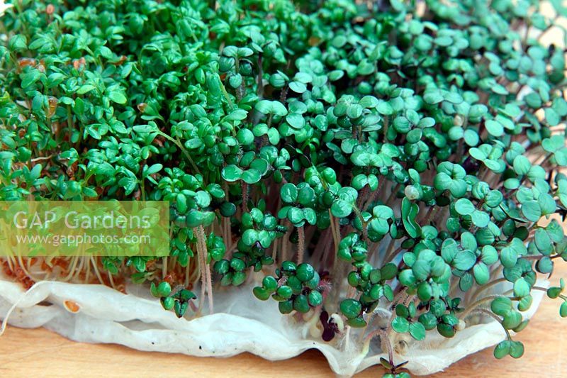 Mustard and cress - Lepidium sativum and Brassica juncea sprouts grown on kitchen tissue paper