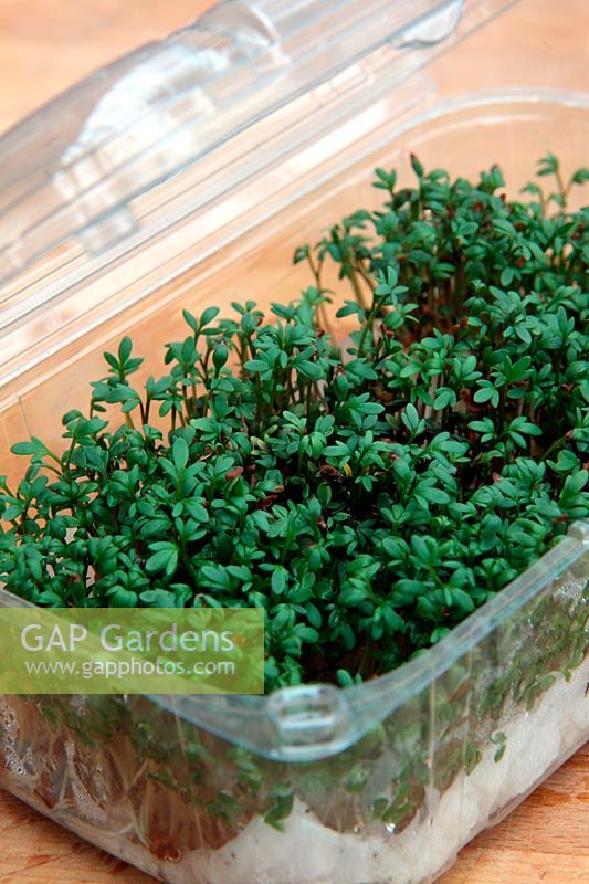 Cress - Lepidium sativum sprouts grown in recycled and lidded fresh fruit container which makes a ventilated mini greenhouse