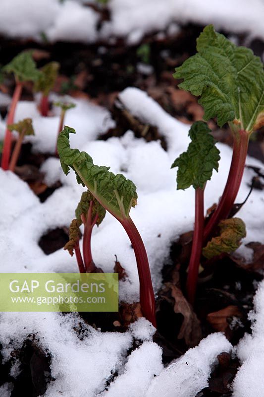 Rhubarb - Rheum x hybridum 'Timperley Early' growing through snow in January