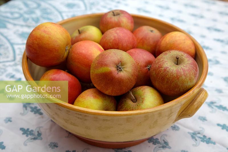 Malus domestica 'Coxs Orange Pippin' - a bowl of eating apples