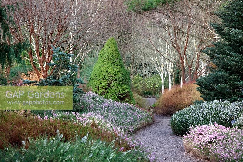 The winter garden at RHS garden, Rosemoor, UK in mid February with Betula and Acer griseum bark, Erica x darleyensis cultivars, Picea pungens 'Hoopsii' AGM and Picea glauca var. albertiana 'Conica'