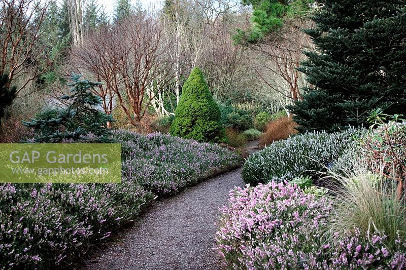 The winter garden at RHS garden, Rosemoor, UK in mid February with Betula and Acer griseum bark, Erica x darleyensis cultivars, Picea pungens 'Hoopsii' AGM and Picea glauca var. albertiana 'Conica'