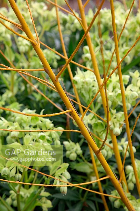 Salix x rubens 'Basfordiana' stems with Helleborus foetidus AGM