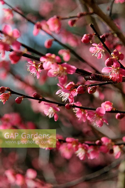 Prunus mume 'Beni Shidare' in February