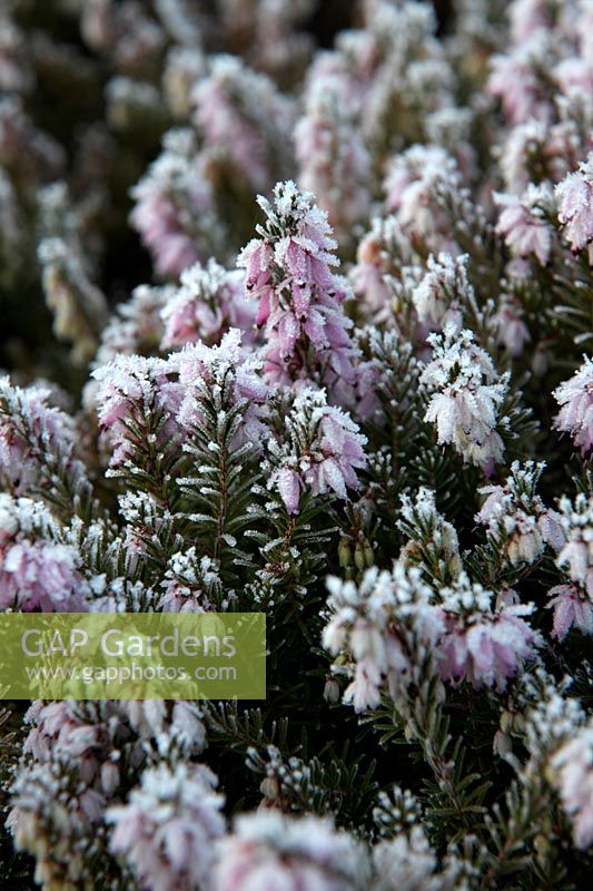Erica carnea 'Pink Spangles' with hoar frost in late winter