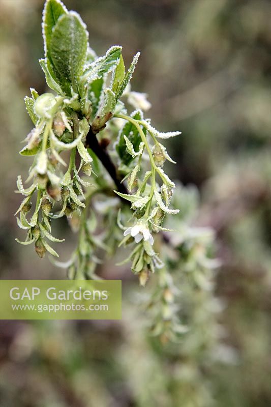 Oemleria cerasiformis - flowers with hoar frost in late winter