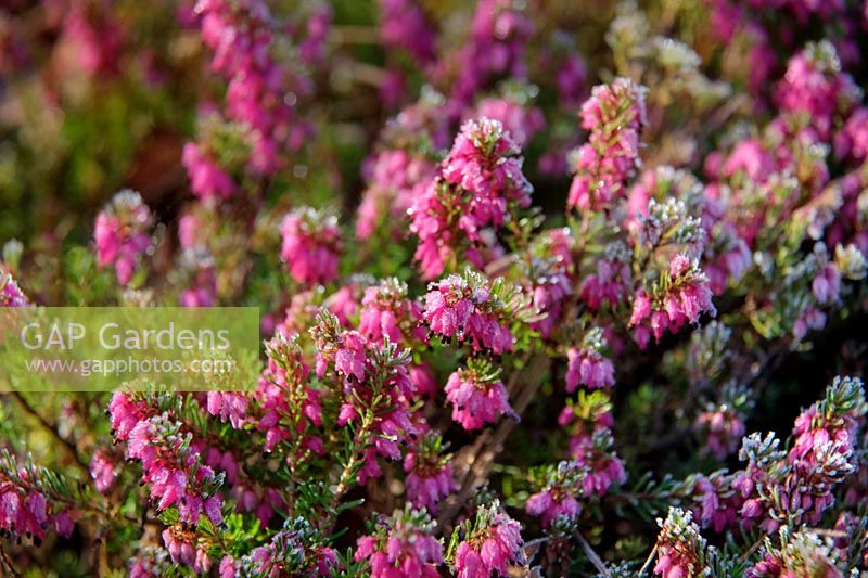 Erica carnea 'Rotes Juwel' - flowers with frost in late winter