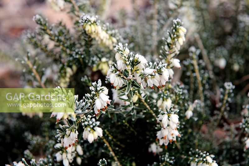Erica x darleyensis 'Katia' with frost on flowers