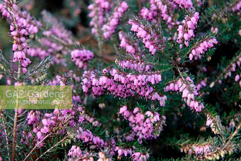 Erica x darleyensis 'Kramer's Rote' with frost in late winter