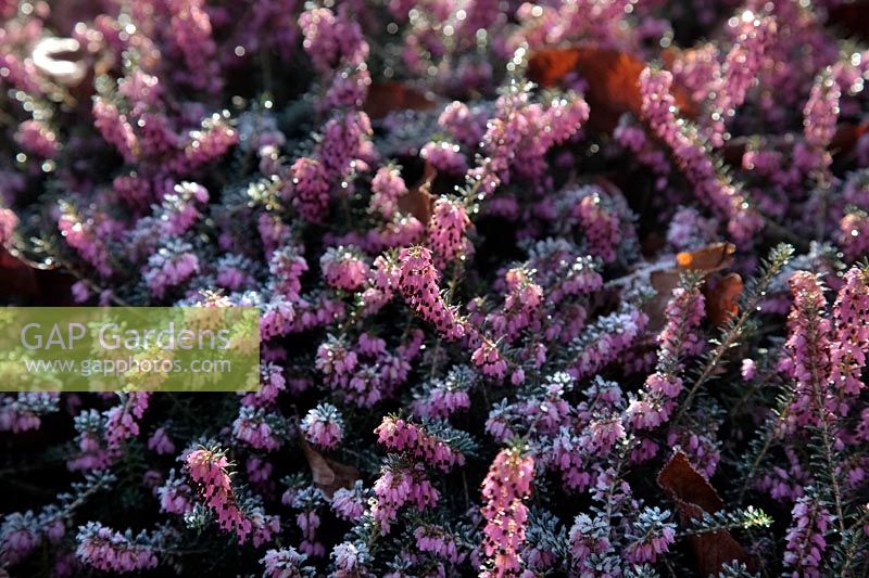 Erica carnea 'Margery Frearson' with frost in late winter