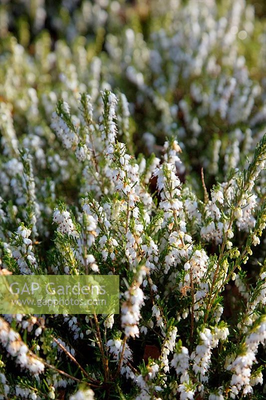 Erica x darleyensis 'White Perfection' AGM with frost in late winter