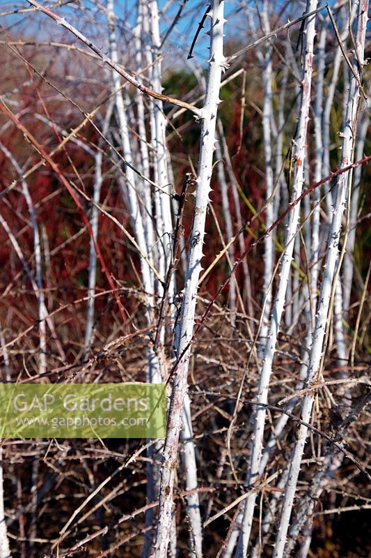 The stems of Rubus cockburnianus 'Goldenvale' AGM in winter