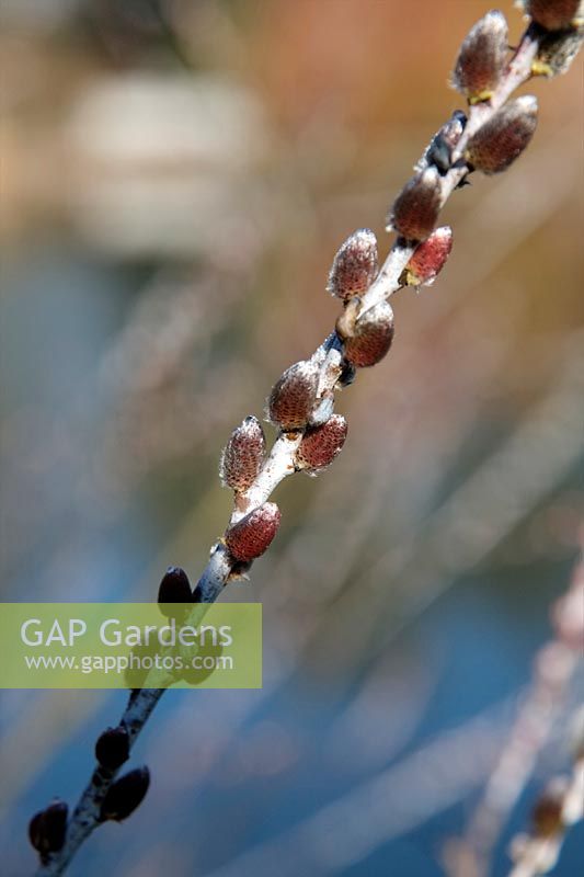 Catkins of Salix irrorata in late winter