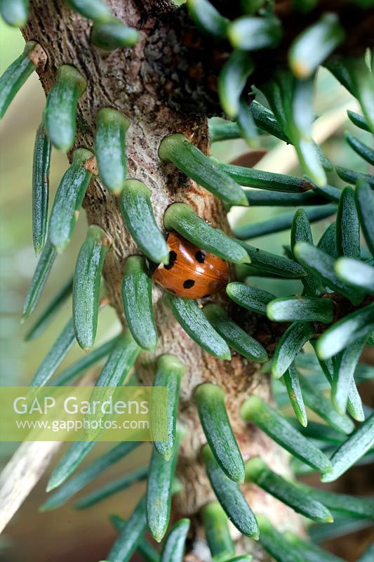 Seven Spot Ladybird - Coccinella septempunctata overwintering in the foliage of Abies lasiocarpa