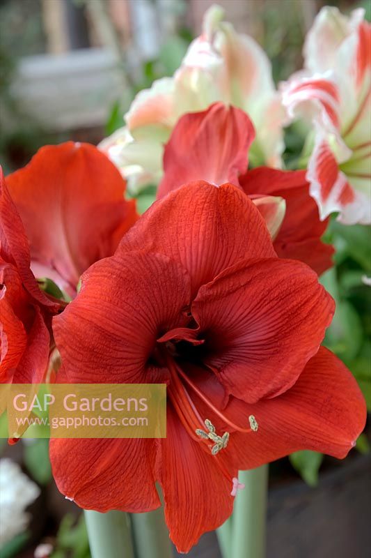 Hippeastrum 'Red Lion' with Hippeastrum 'Ambience' at rear
