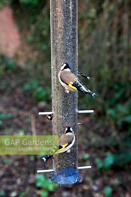 Goldfinch on niger seed feeder - Carduelis carduelis