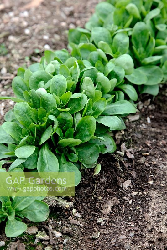 Valerianella locusta 'Pulsar' Corn salad or Lambs lettuce in March