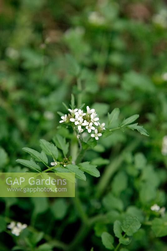 Common Garden Weeds - Hairy Bittercress - Cardamine hirsuta