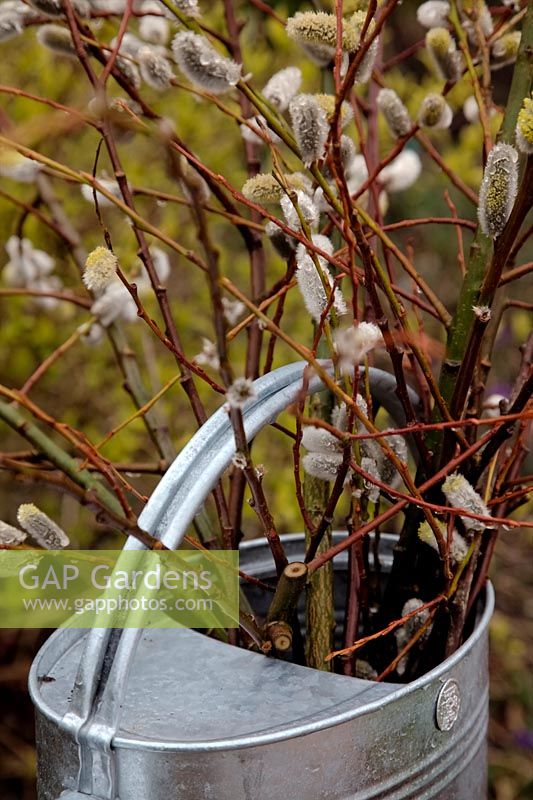 Salix daphnoides 'Aglaia' catkins in spring - picked branches in a watering can