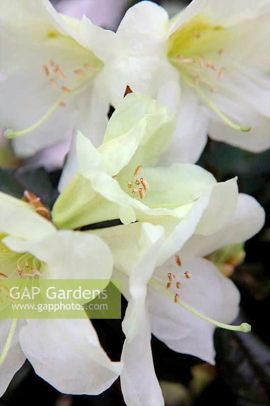 Rhododendron 'Beatrix Anderson'