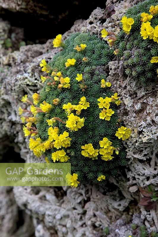 Saxifraga - Saxifrage growing in a tufa wall