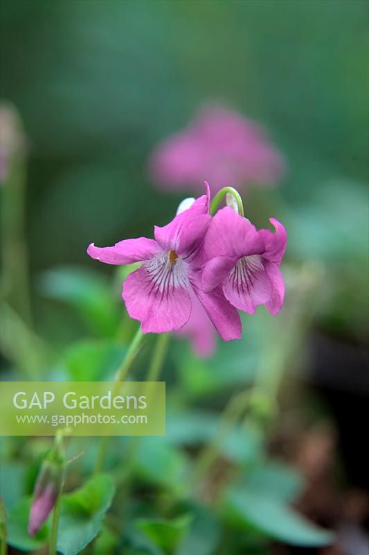 Viola rupestris rosea - Teesdale Violet