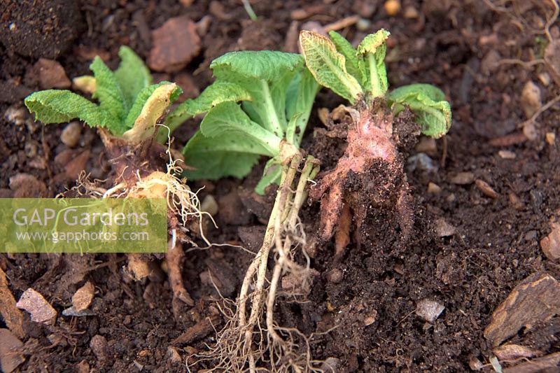 Primula japonica damaged by Vine Weevil grubs - larva of Otiorhynchus sulcatus - bady damaged plant on right, healthy plant in centre and recovering plant on left