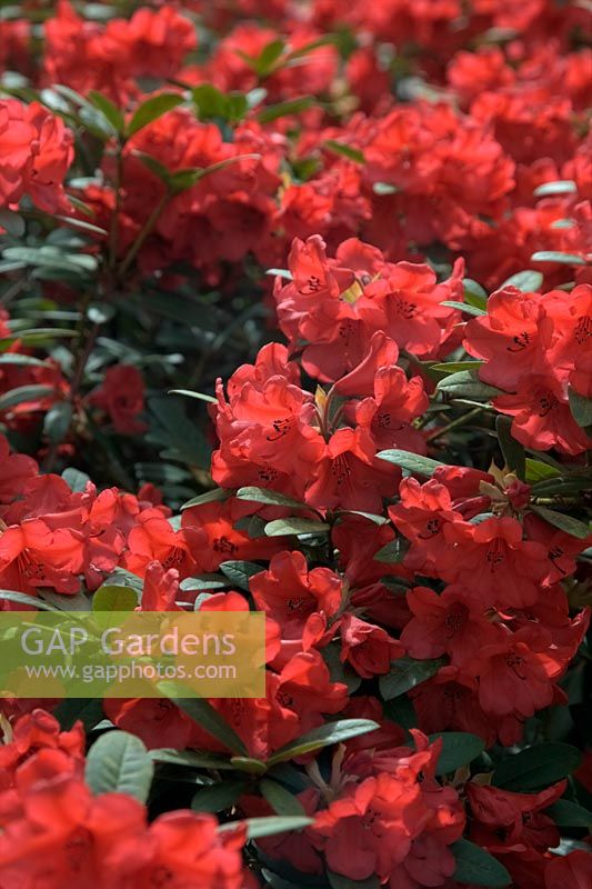 Rhododendron 'Creeping Jenny'