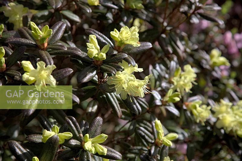 Rhododendron 'Chiff Chaff'
