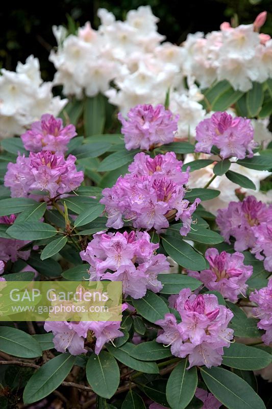 Rhododendron 'Susan' with Rhododendron 'Loderi King George' AGM