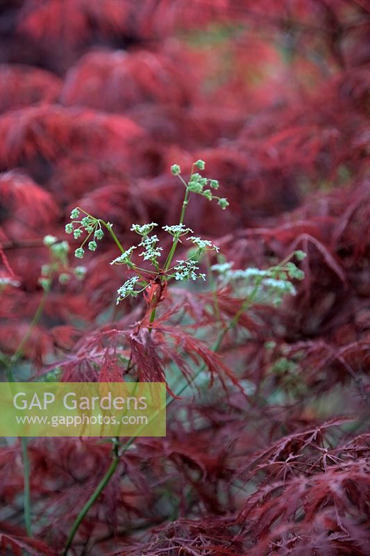 Cow Parsley - Anthriscus sylvestris with Acer dissectum 'Garnet'