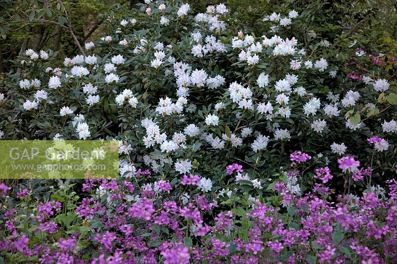 Rhododendron 'Cunningham's White' with Honesty - Lunaria annua