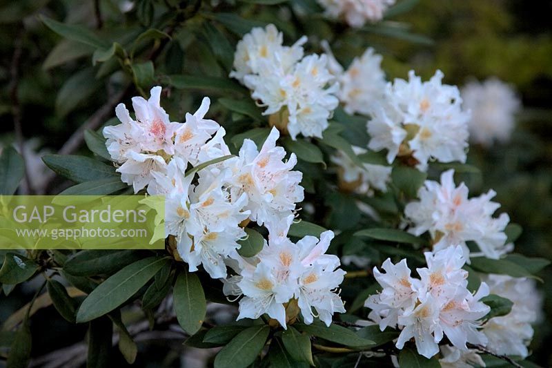 Rhododendron 'Cunningham's White'