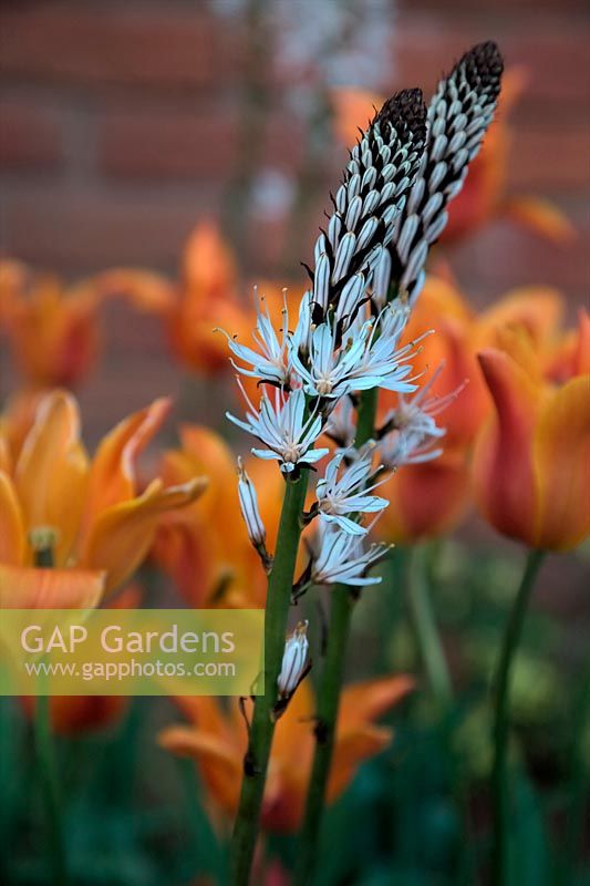 Tulipa 'Ballerina' - Tulip with Asphodelius albus - White Asphodel