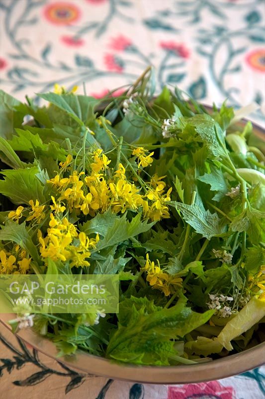 Spring sald with flowers of Mizuna - Brassica rapa var. japonica and Jack by the Hedge or Garlic Mustard - Alliaria petiolata