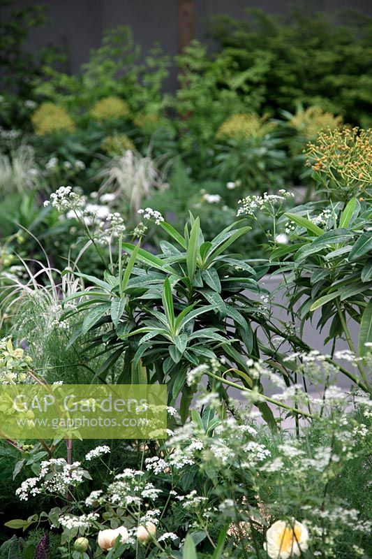 The Fera Garden: Stop the Spread, Exhibitor: the Food and Environment Research Agency, Designer: Jo Thompson. Silver Medal